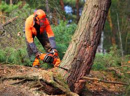  Norristown, PA Tree Care Services Pros