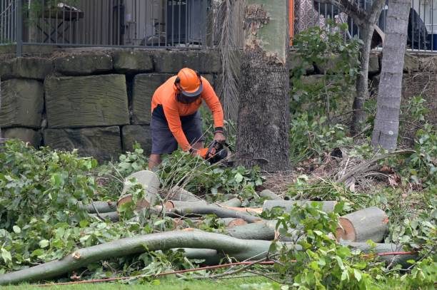 How Our Tree Care Process Works  in  Norristown, PA